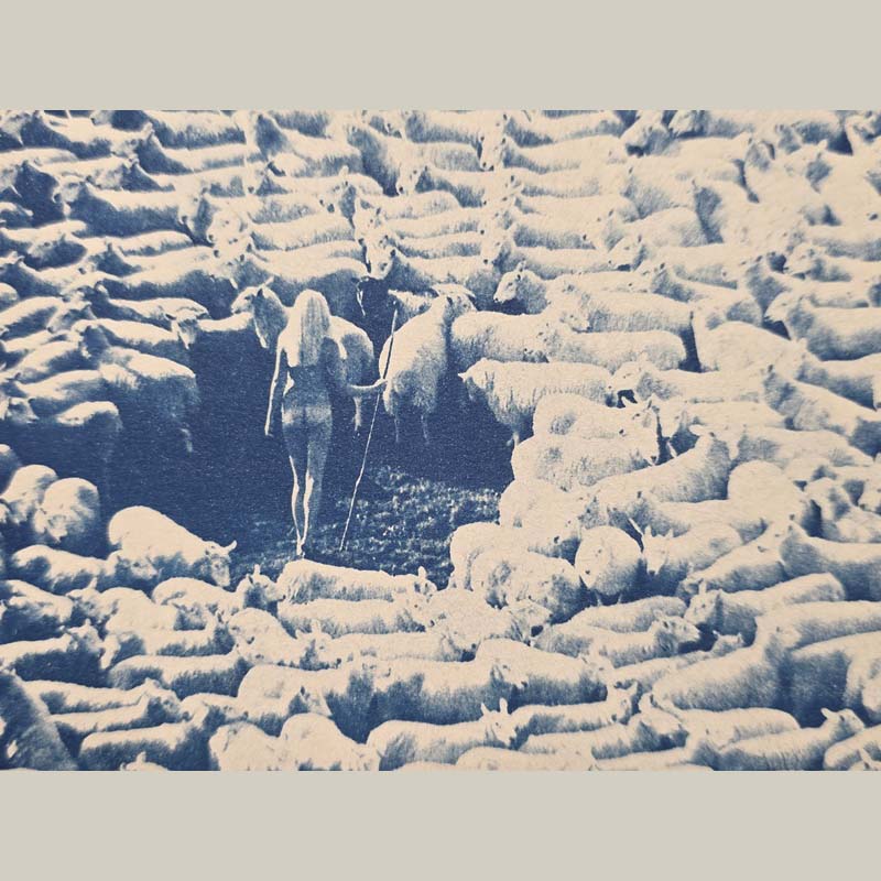 Bergère nue entourée de moutons - Cyanotype sous passe-partout blanc-cassé - photo par Michael Joseph – Image 2