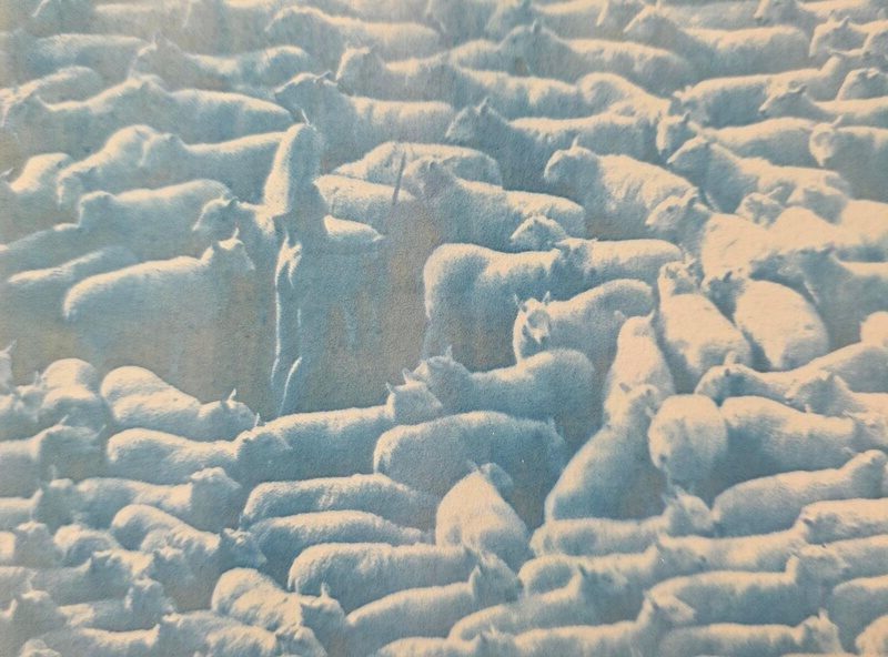 Moutons avec bergère nue - Cyanotype d'un négatif original, signé par Michael Joseph